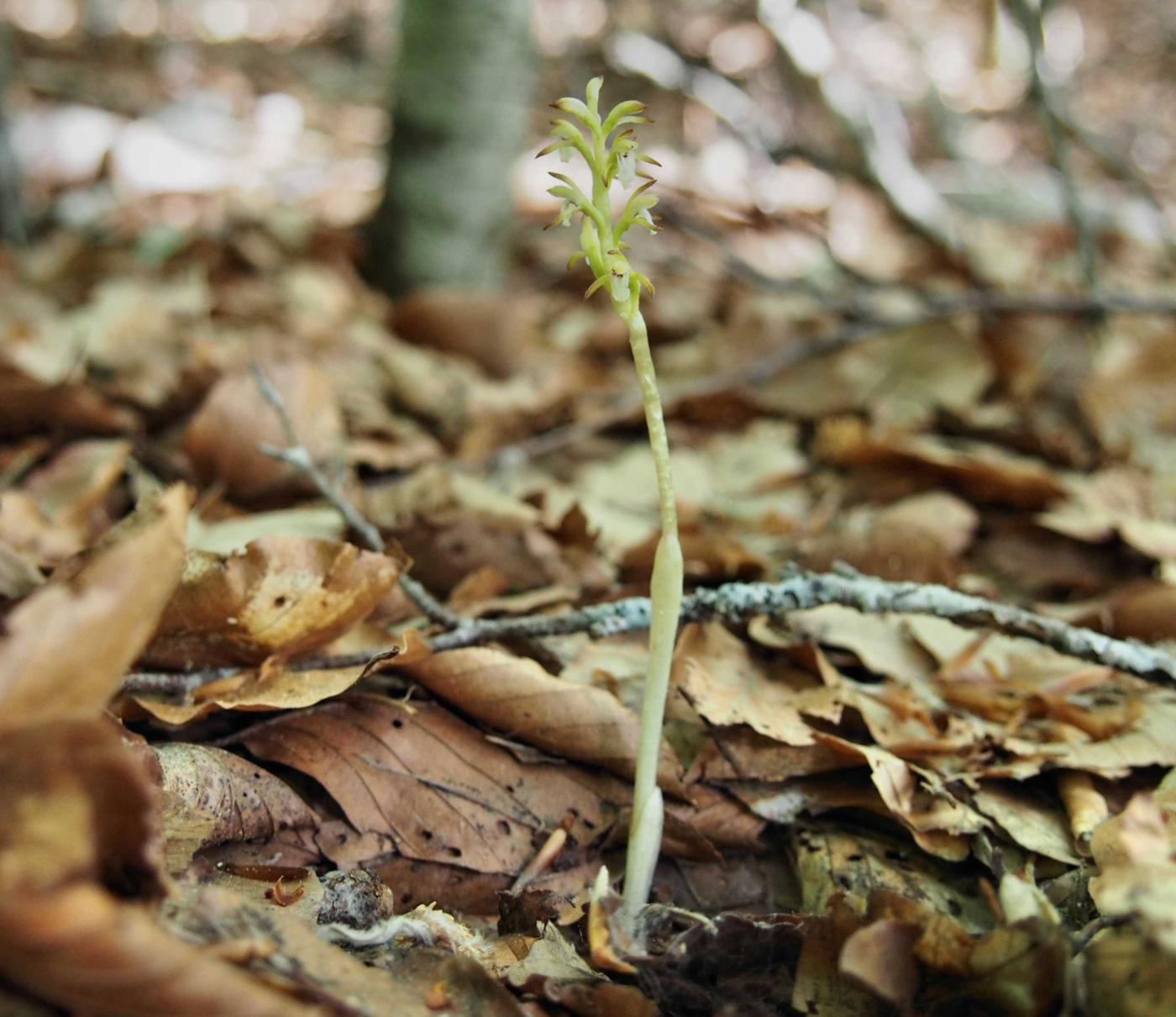 Orchid, Coral root leaf